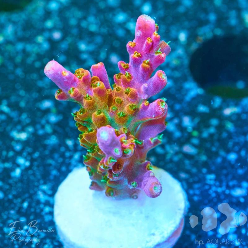 Acropora Rainbow Loom